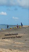 คนไทยงงมาก ทัวร์จีนยืนเต็มหาดพัทยา ตะโกนร้องโหยหวนใส่ทะเล ทำเพื่ออะไร?