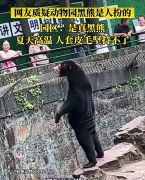 นทท.ฮือฮา หมีในสวนสัตว์อวดยืน 2 ขา แต่คนเห็นแล้วเอ๊ะ ใช่หมีแน่เหรอ?