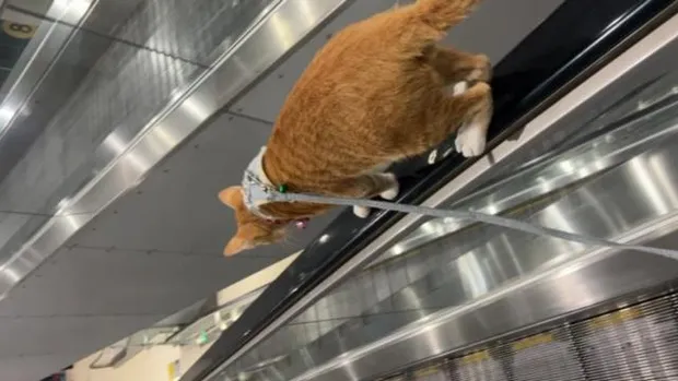 เฉลยแล้ว ไวรัลแมวส้มสุวรรณภูมิ จริงๆ น้องมีเจ้าของ ที่ไปอยู่สนามบินมีเหตุผล