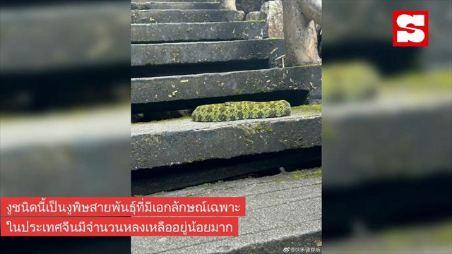 สาวเดินเขา แชะภาพคู่งูเขียวแปลกน่าเอ็นดู หารู้ไม่คืองูพิษหายาก มูลค่าหลายล้าน