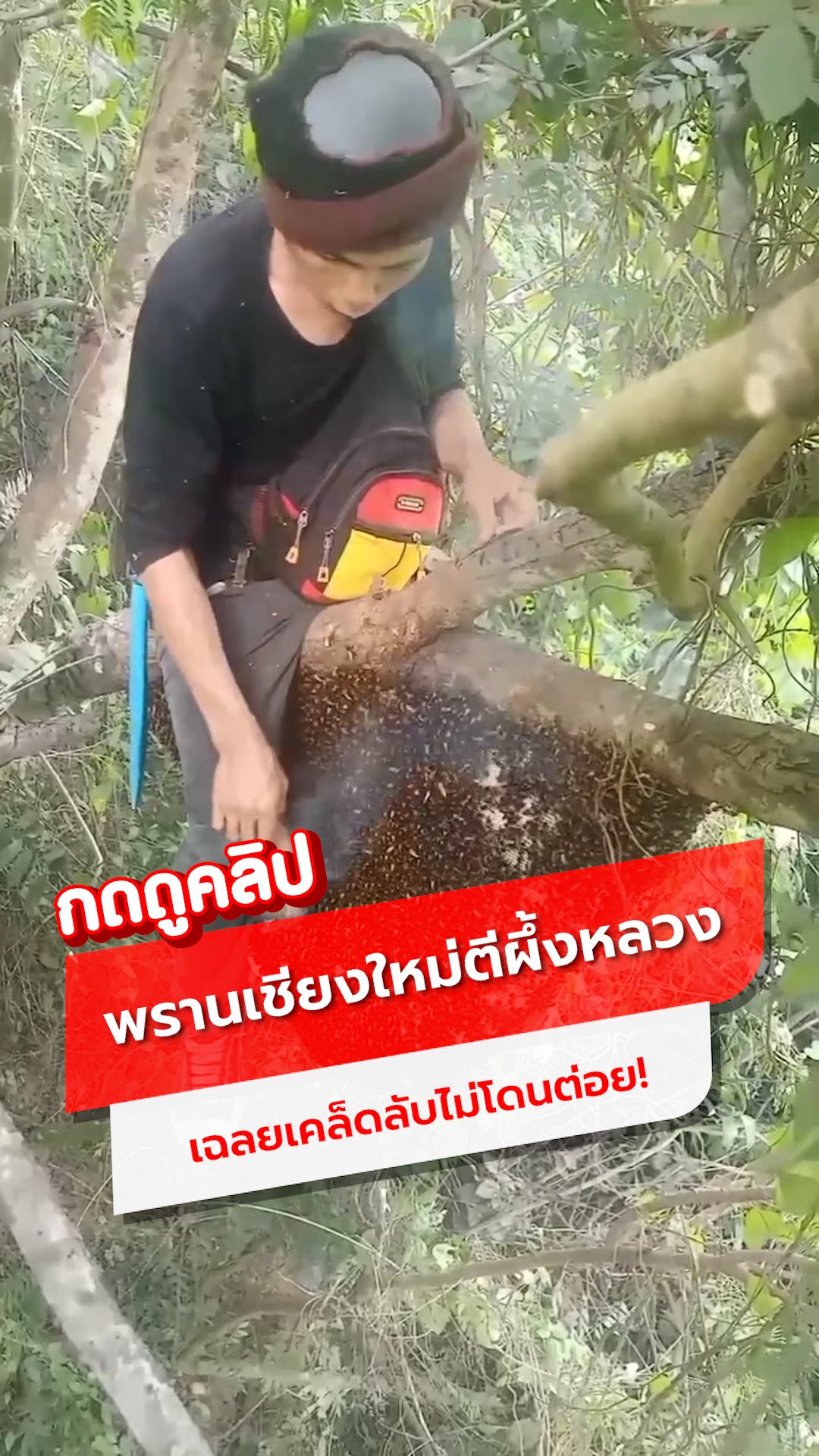 พรานเชียงใหม่ปีนต้นไม้ตีผึ้งหลวง ทำไมถึงไม่โดนต่อย?