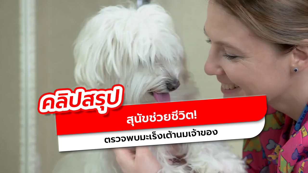 สุนัขช่วยตรวจพบมะเร็งเต้านม เรื่องจริงสุดประทับใจ