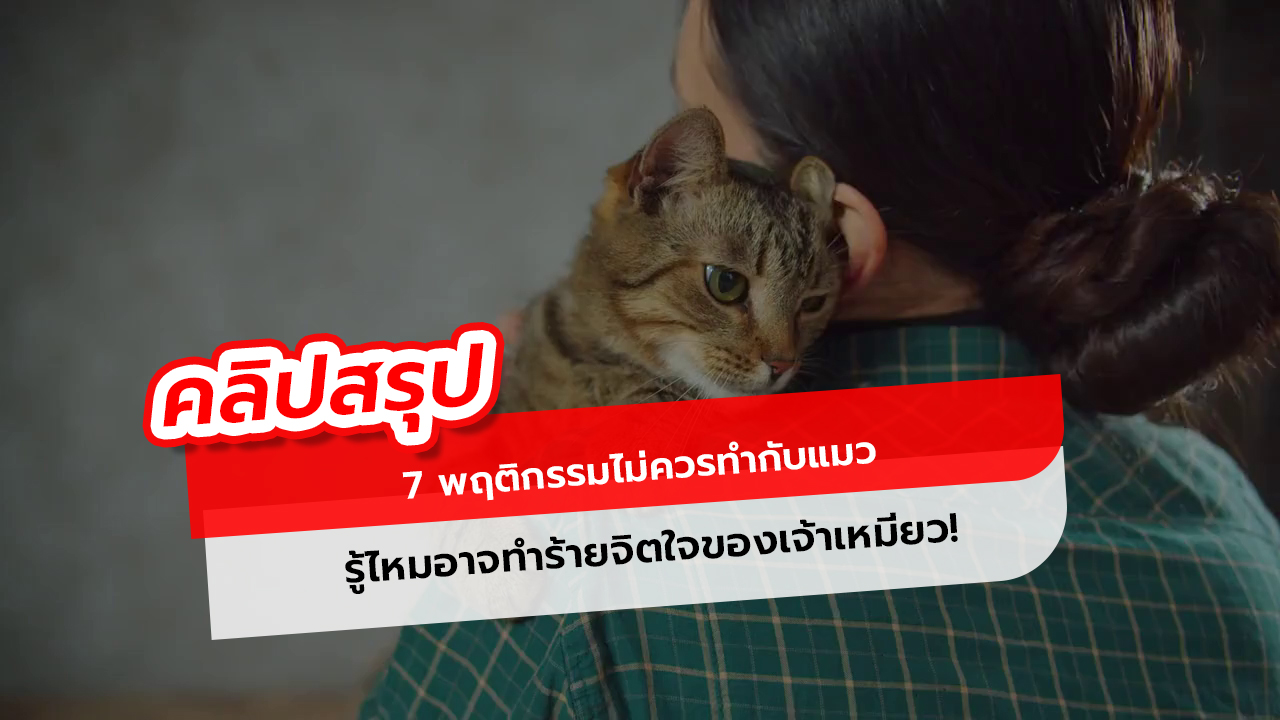 7 พฤติกรรมที่ทำให้แมวเสียใจโดยไม่รู้ตัว