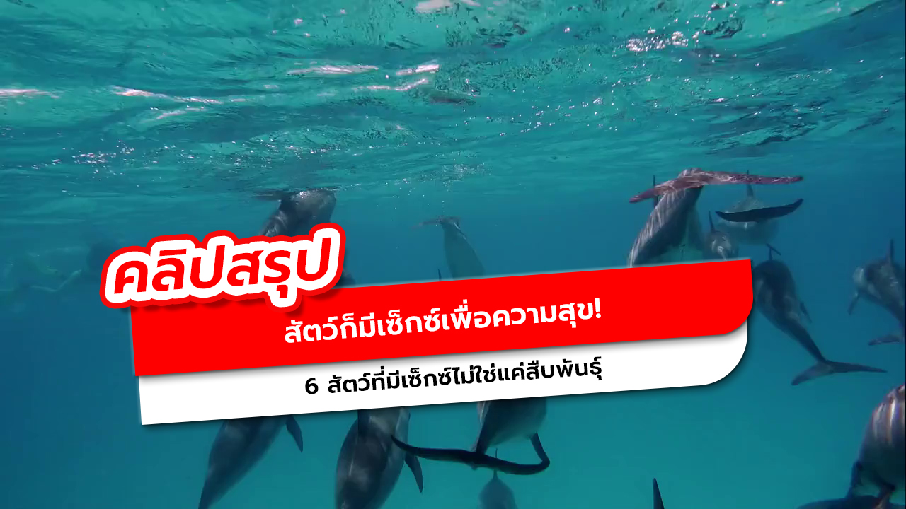 ไม่ใช่แค่มนุษย์ 6 สัตว์ที่มีเซ็กซ์เพื่อความสุขและความพึงพอใจ