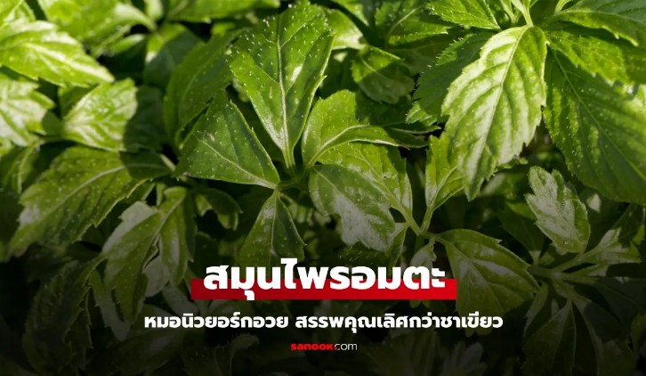 รู้จัก เจียวกู่หลาน สมุนไพรอมตะ ต้านชรา ต้านมะเร็ง ลดน้ำตาล