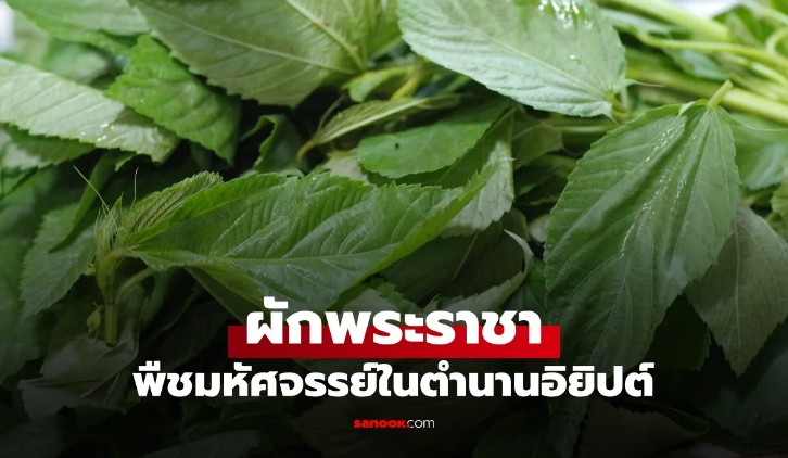 รู้จัก ผักพระราชา พืชมหัศจรรย์ในตำนานอิยิปต์ สรรพคุณจุกๆ 10 ข้อ ที่ไทยก็มีขาย