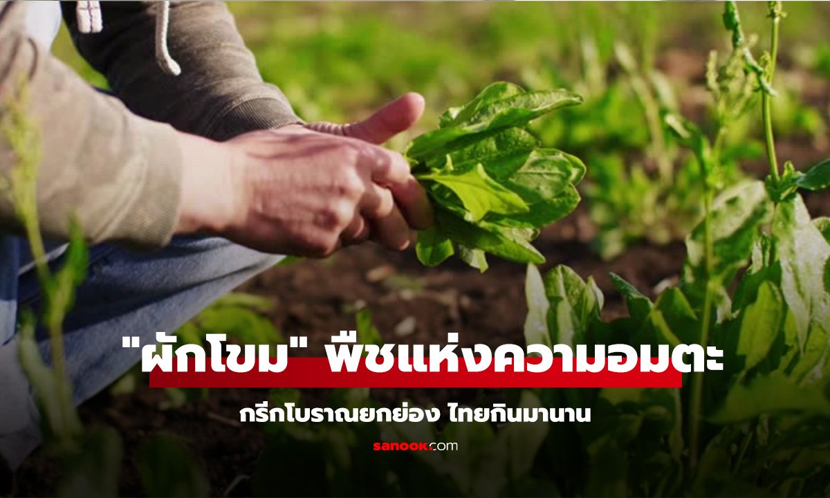 รู้จัก พืชแห่งความอมตะ ผักพื้นบ้านประโยชน์ล้ำ ต้นไม้ข้างทางที่เป็นขุมทรัพย์สุขภาพ