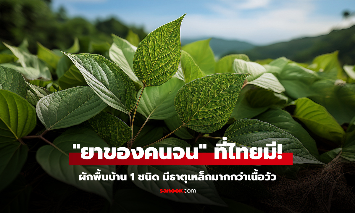 ที่ไทยมีผักพื้นบ้าน 1 ชนิด มีธาตุเหล็กมากกว่าเนื้อวัว จีนขนานนาม ยาของคนจน