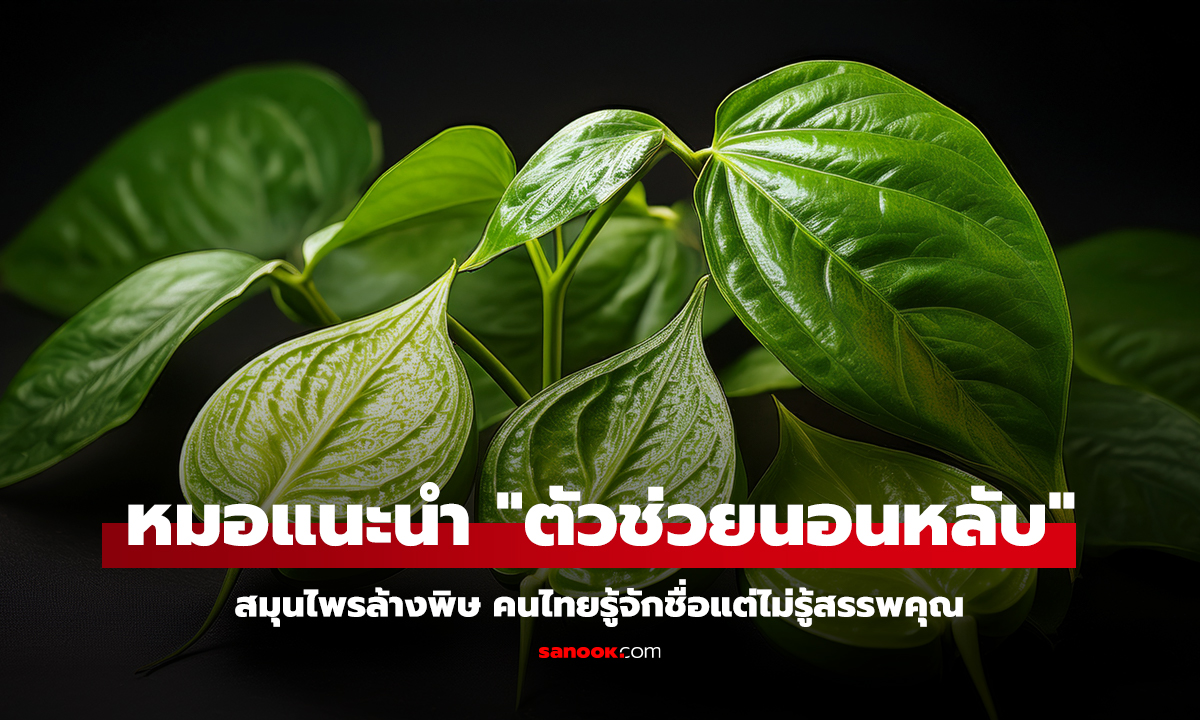 หมออเมริกาแนะนำ ตัวช่วยนอนหลับ สมุนไพรล้างพิษ คนไทยรู้จักชื่อแต่ไม่รู้สรรพคุณ