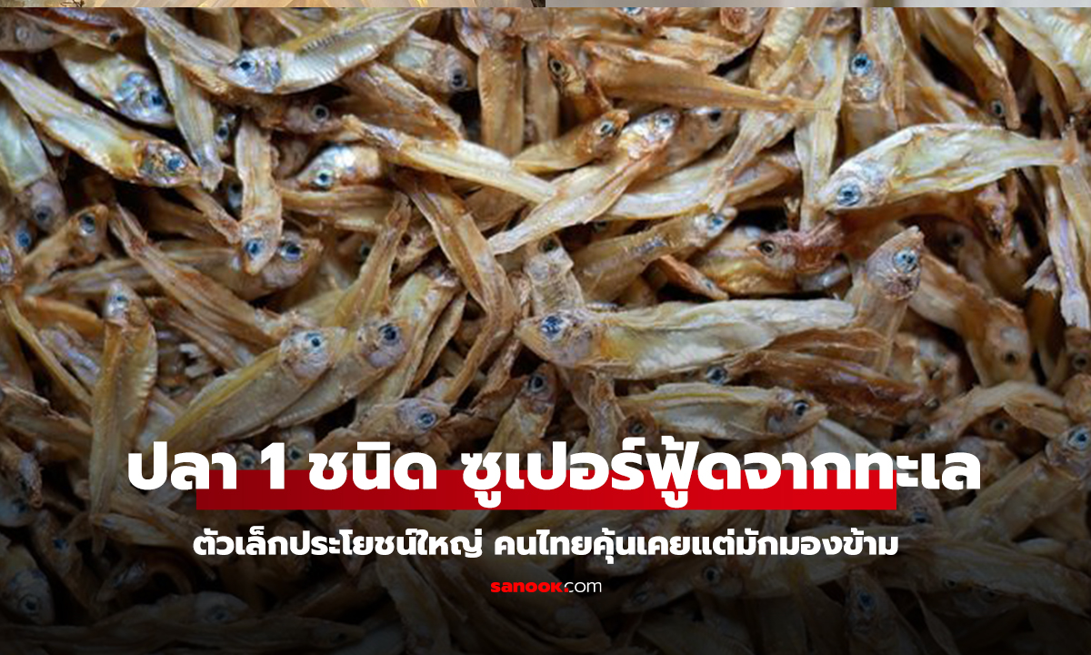 คลิป ปลา 1 ชนิด ซูเปอร์ฟู้ดจากทะเล ตัวเล็กประโยชน์ใหญ่ คนไทยคุ้นเคยแต่มักมองข้าม