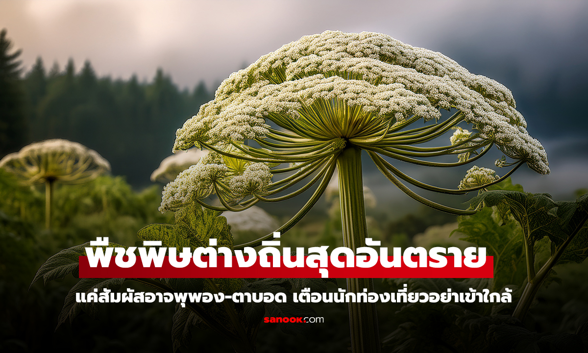 ญี่ปุ่นพบ ฮอกวีดยักษ์ พืชพิษต่างถิ่นสุดอันตราย