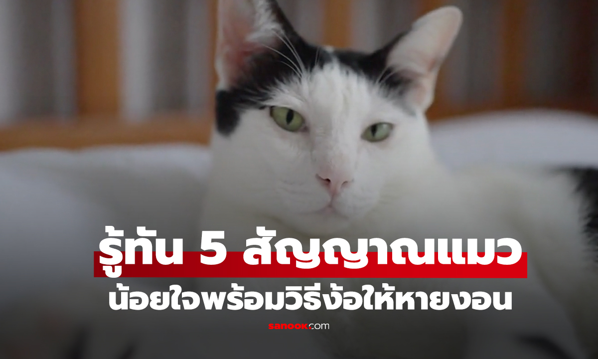 รู้ทัน 5 สัญญาณแมว น้อยใจพร้อมวิธีง้อให้หายงอน