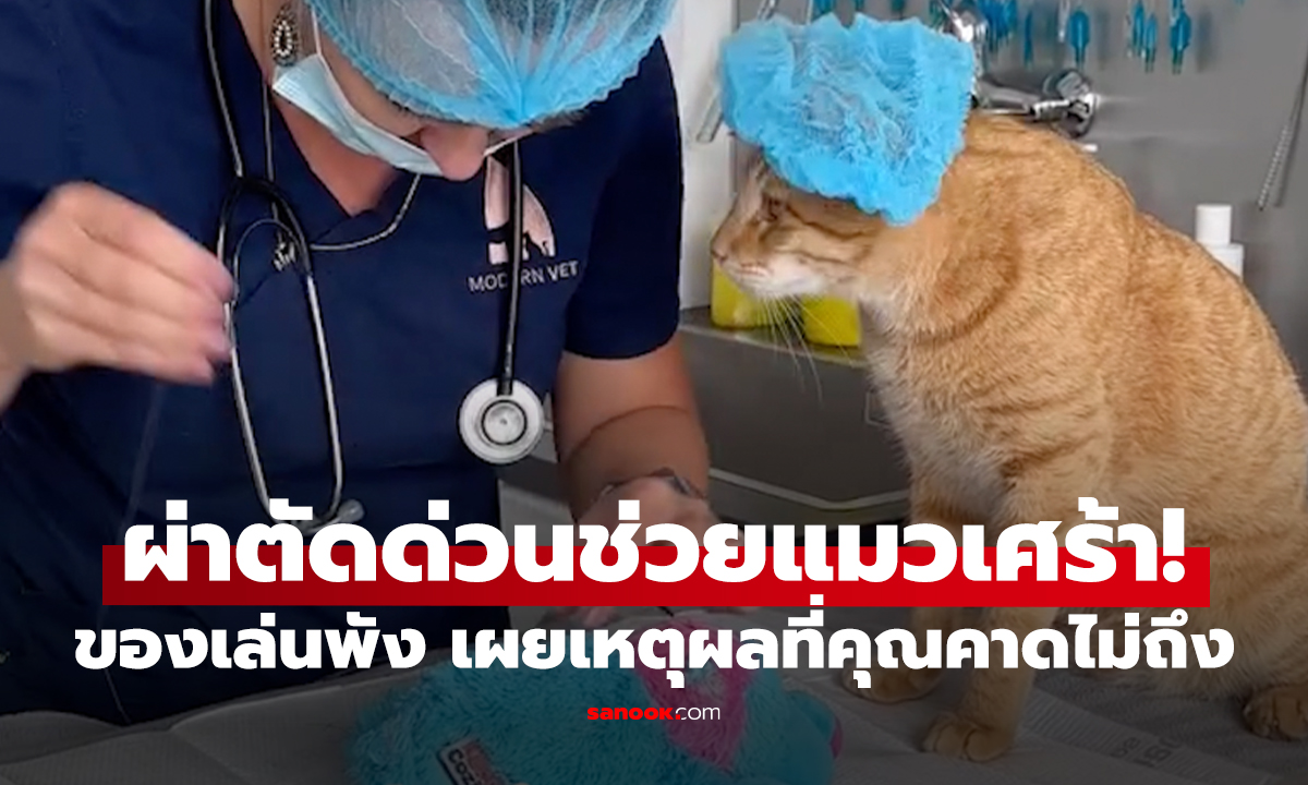 ผ่าตัดด่วนช่วยแมวเศร้า! กัดของเล่นจนพัง สัตวแพทย์เผยเหตุผลที่คุณคาดไม่ถึง