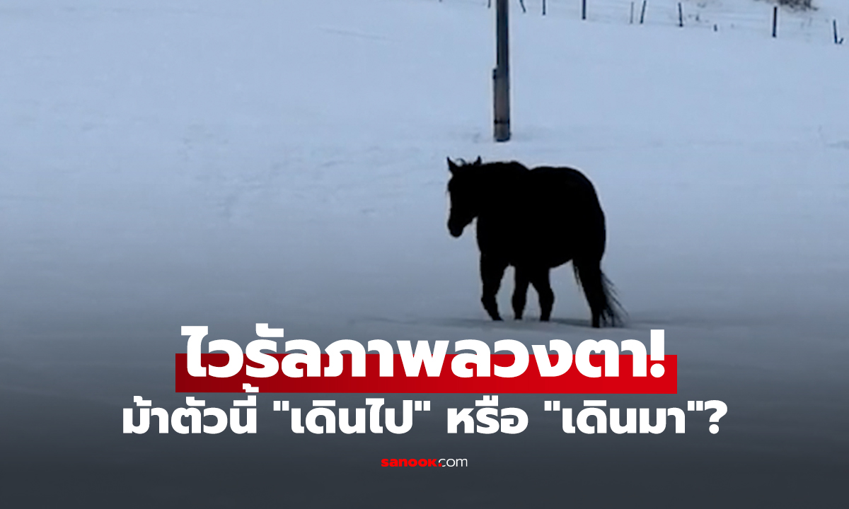 ไวรัลภาพลวงตา! ม้าตัวนี้ 