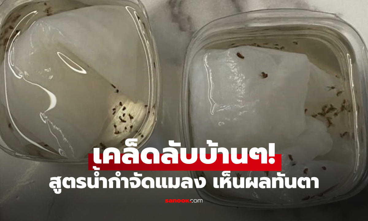 เคล็ดลับบ้านๆ! สูตรน้ำกำจัดแมลง ใช้แค่วันเดียว เห็นผลทันตา