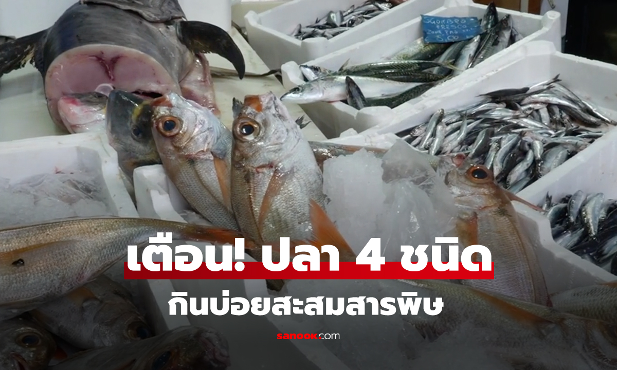 เตือน! ปลา 4 ชนิด กินบ่อยสะสมสารพิษ
