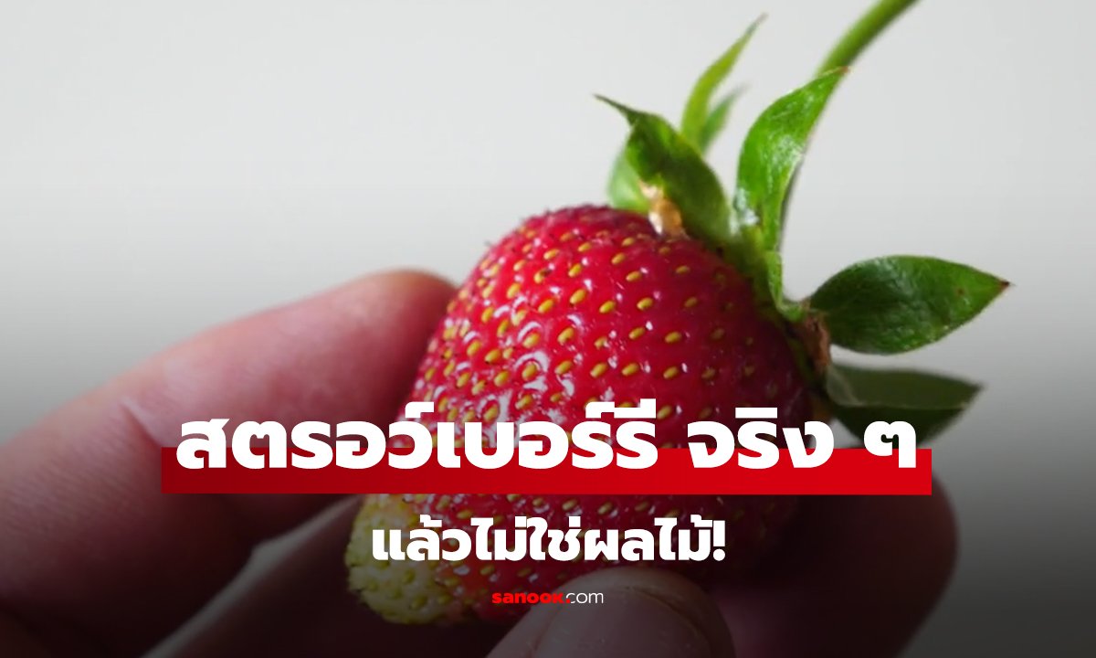 สตรอว์เบอร์รี จริง ๆ แล้วไม่ใช่ผลไม้!