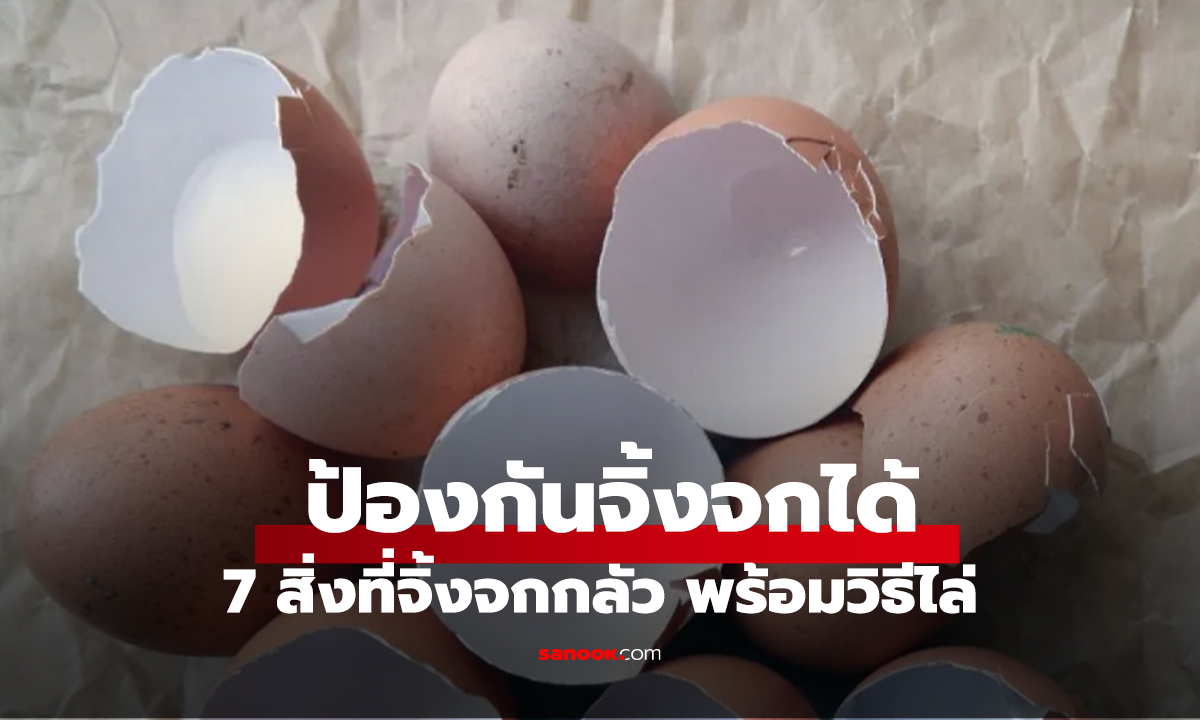 7 สิ่งที่จิ้งจกกลัว พร้อมวิธีไล่จิ้งจกให้ออกจากบ้านแบบโนรีเทิร์น!