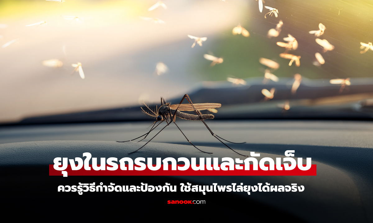 วิธีกำจัดและป้องกันยุงในรถยนต์ให้อยู่หมัด