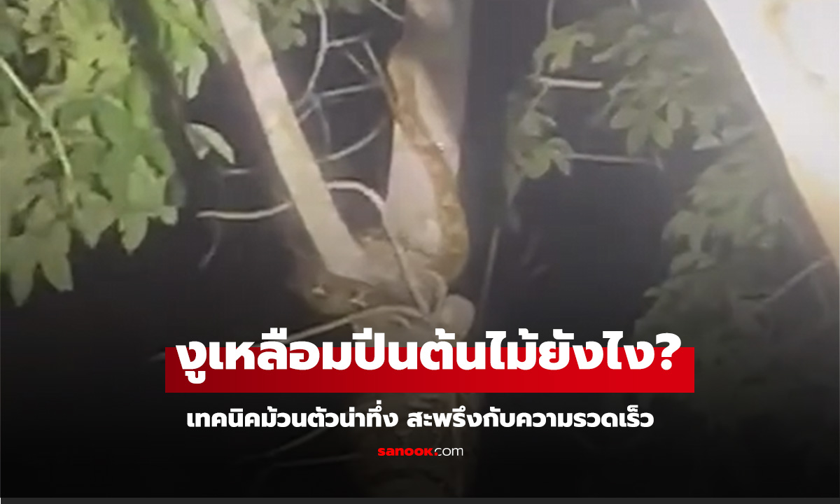 หายสงสัย งูเหลือมปีนต้นไม้ยังไง? เทคนิคม้วนตัวน่าทึ่ง สะพรึงกับความรวดเร็ว