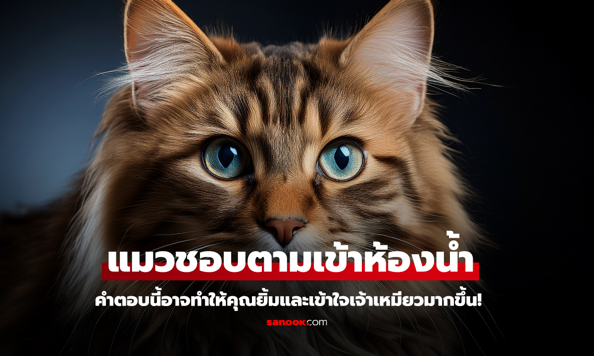 เหตุผลลับที่ทำให้แมวชอบตามเจ้าของเข้าห้องน้ำ พฤติกรรมที่เต็มไปด้วยความรักและผูกพัน