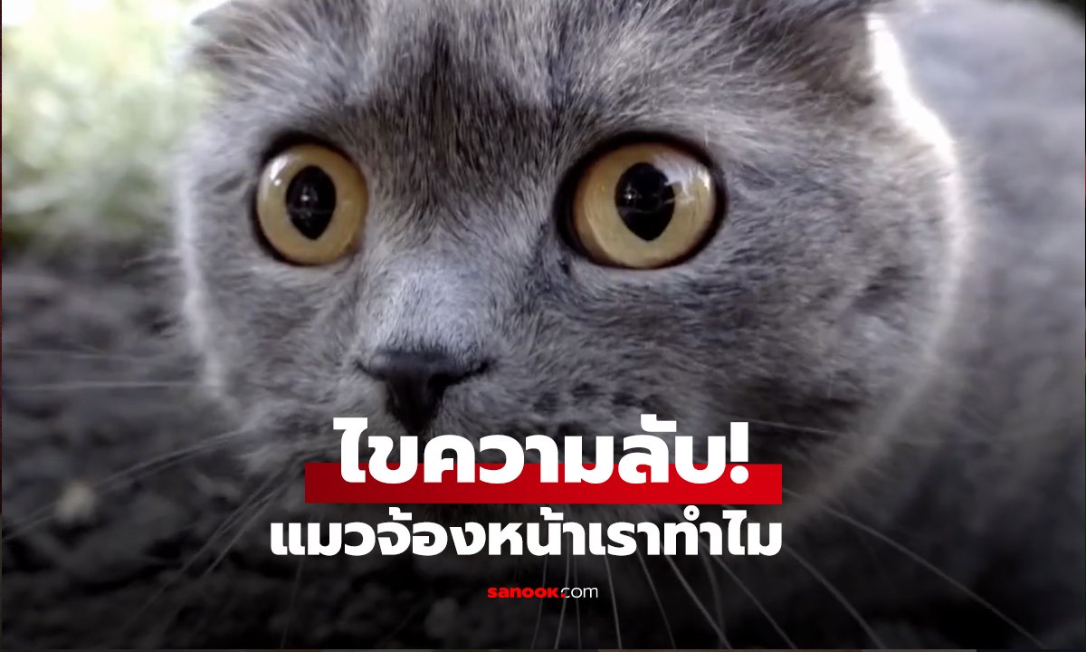 ไขความลับ! ทำไมแมวจ้องหน้าเรา