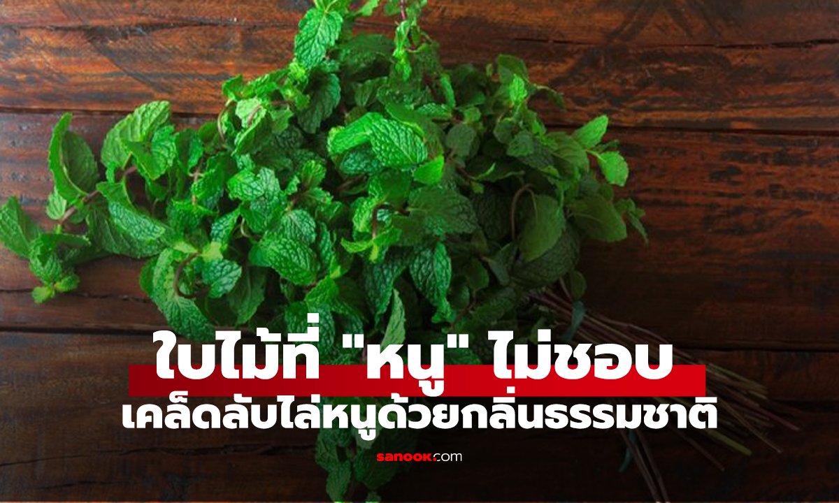 ใบไม้ที่ 