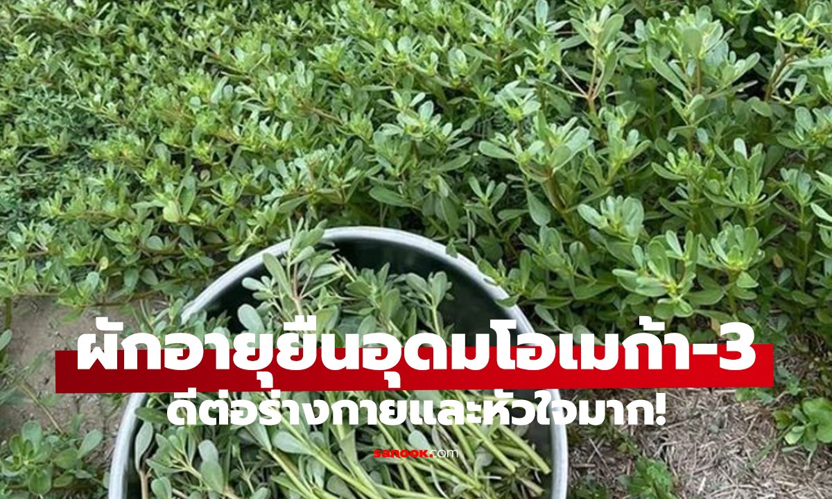 ผักราคาถูกแต่คุณค่าสูง!   ผักแห่งอายุยืน บำรุงถึงหัวใจ