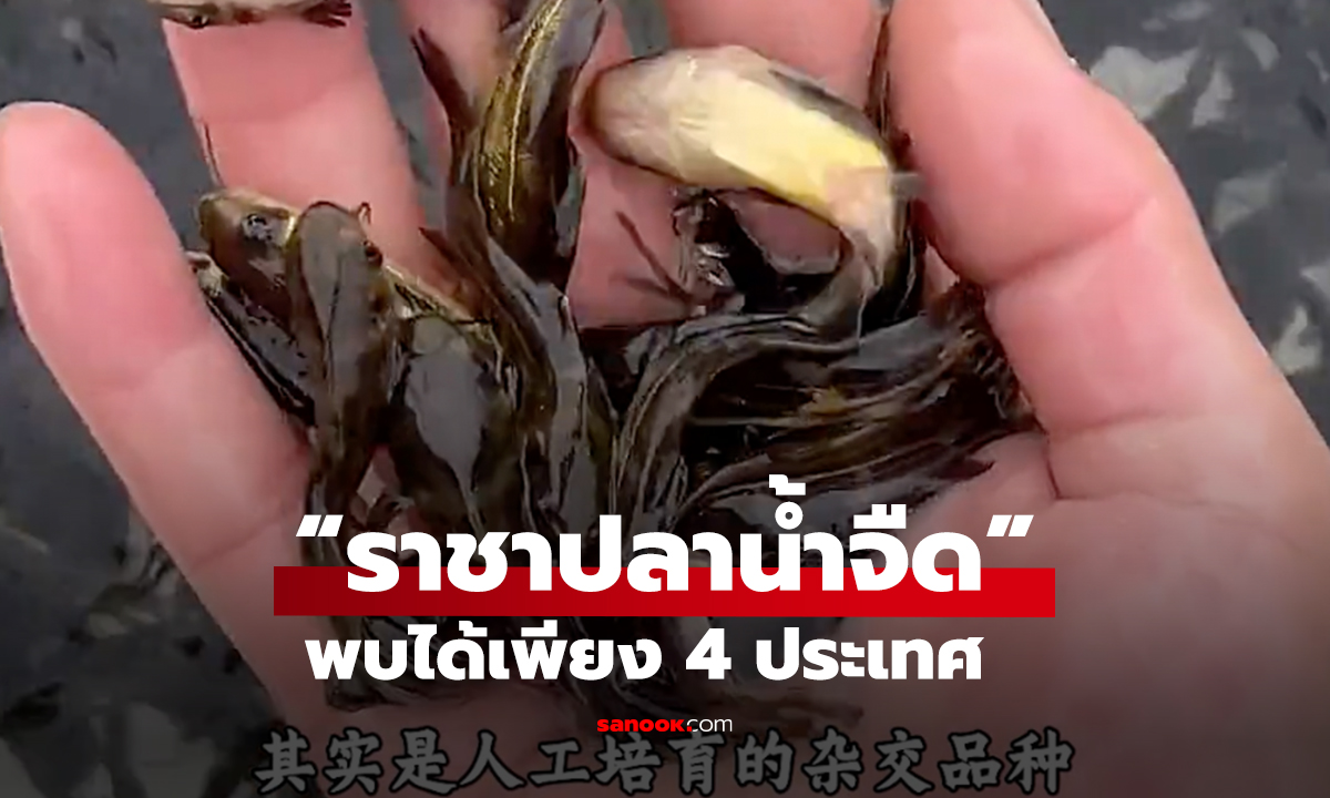 สมบัติแห่งแม่น้ำ! ราชาปลาน้ำจืด พบได้เพียง 4 ประเทศ ไทยติดอันดับโลก