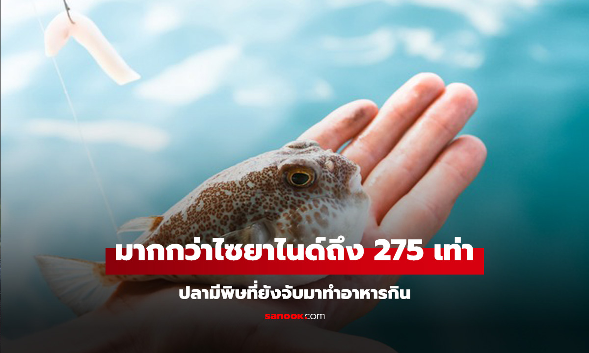 ปลามีพิษมากกว่าไซยาไนด์ถึง 275 เท่า หลายคนยังชะล่าใจ! ยังจับมาทำอาหารกิน