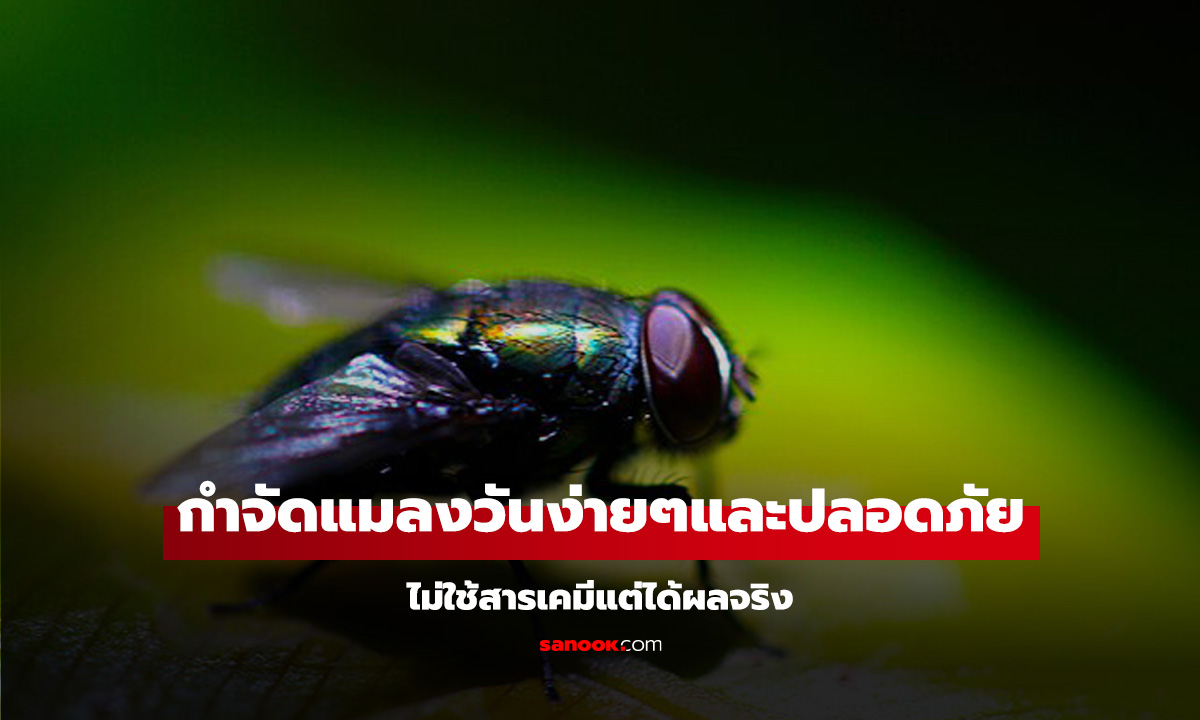 วิธีกำจัดแมลงวันด้วยน้ำส้มสายชู ง่าย ปลอดภัย ไม่ใช้สารเคมีแต่ได้ผลจริง!