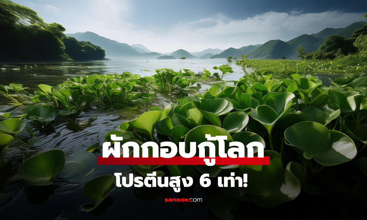 ผักกอบกู้โลก โปรตีนสูง 6 เท่า!