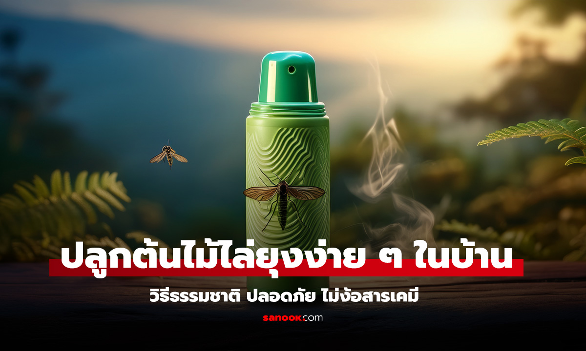 7 ต้นไม้ไล่ยุง ปลูกไว้ในบ้าน ยุงหายเกลี้ยง
