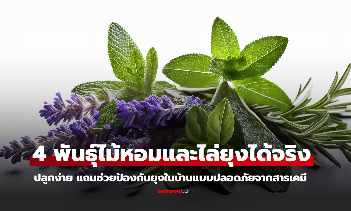 4 พันธุ์ไม้หอม ไล่ยุงแรงสุด