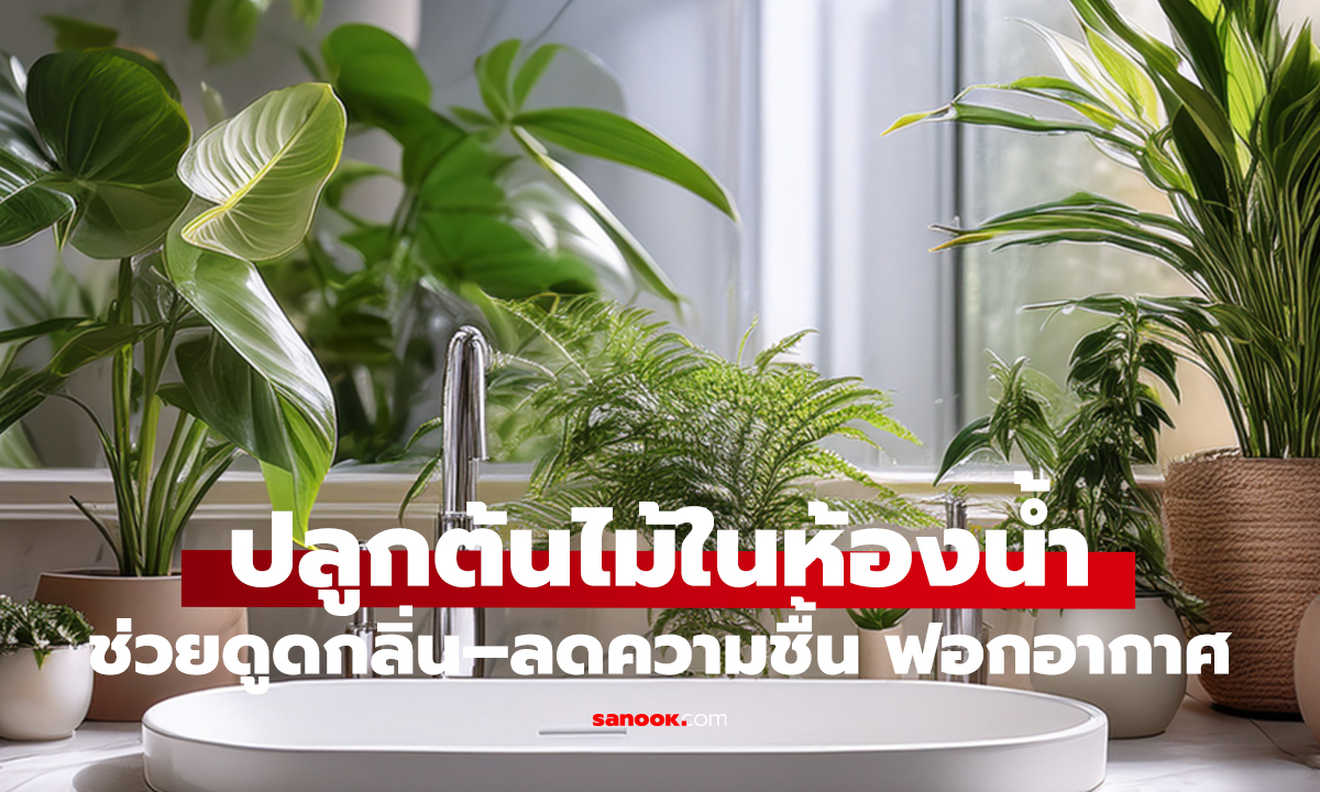 จริงไหม? “ต้นไม้ในห้องน้ำ”   ช่วยลดกลิ่นอับ ดูดความชื้น และฟอกอากาศได้!
