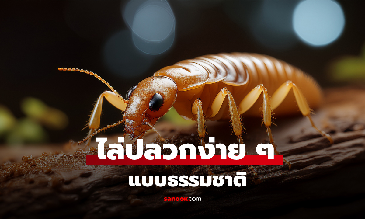 ไล่ปลวกง่าย ๆ แบบธรรมชาติ