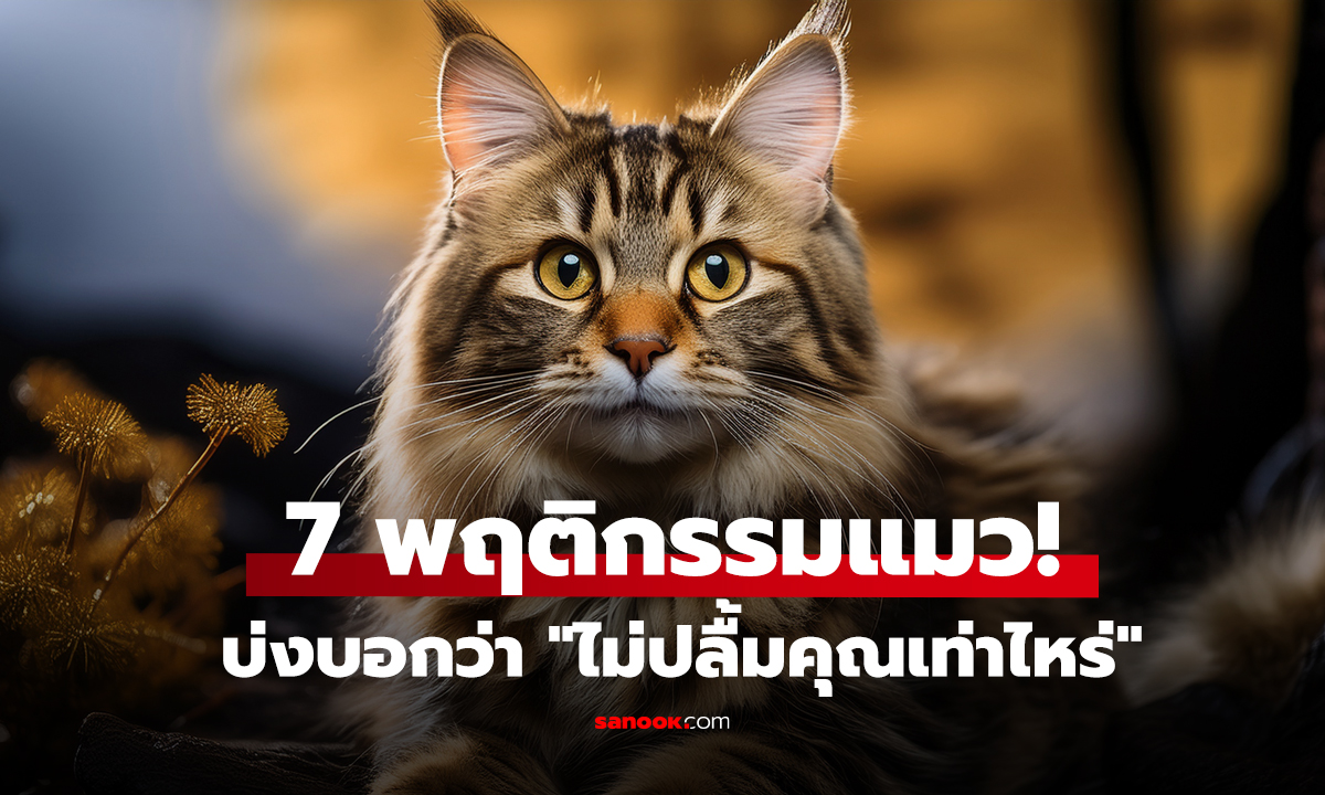 7 พฤติกรรมแมว! บ่งบอกว่า 