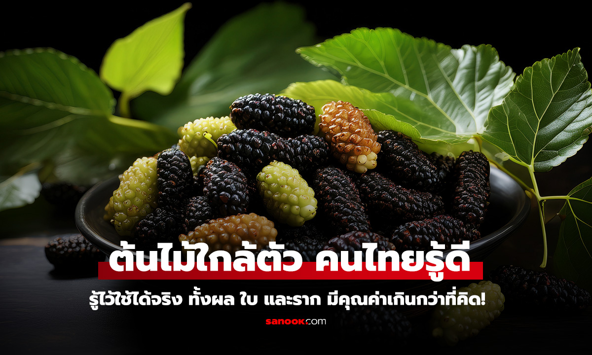 เปิดสรรพคุณ ยอ พืชมหัศจรรย์ สารพัดประโยชน์ใกล้ตัว