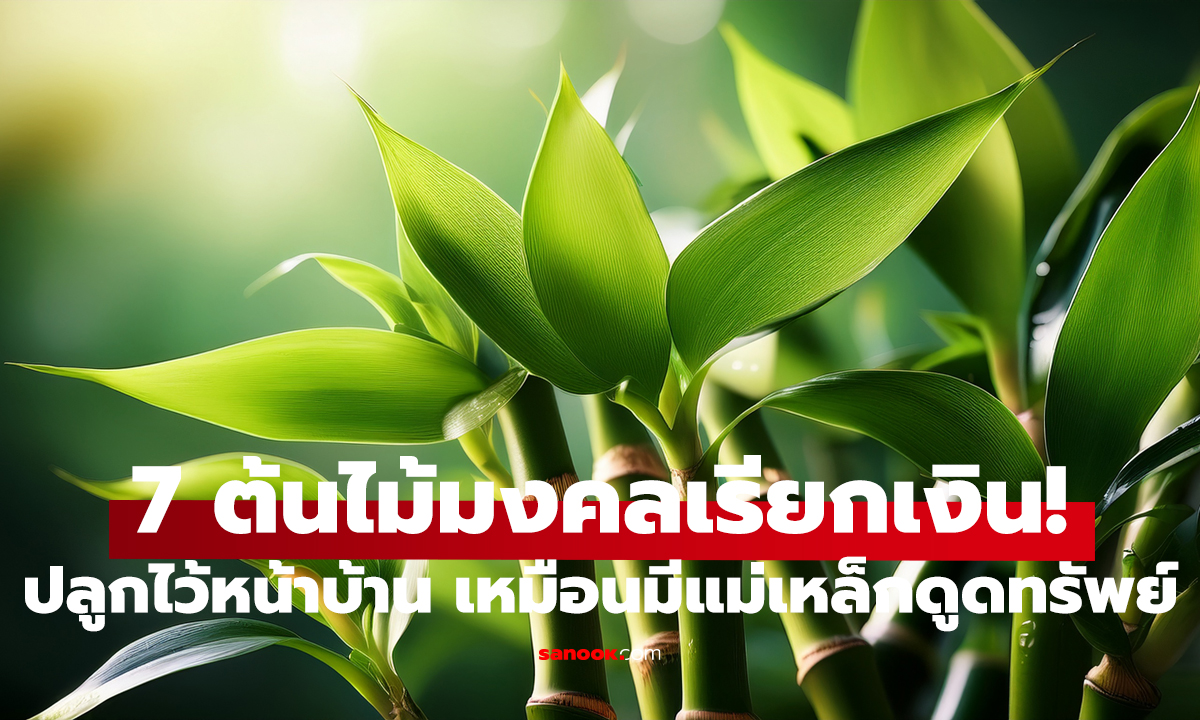 อยากรวยต้องปลูก!   7 ต้นไม้นำโชค ดึงดูดเงินทองเข้าบ้าน