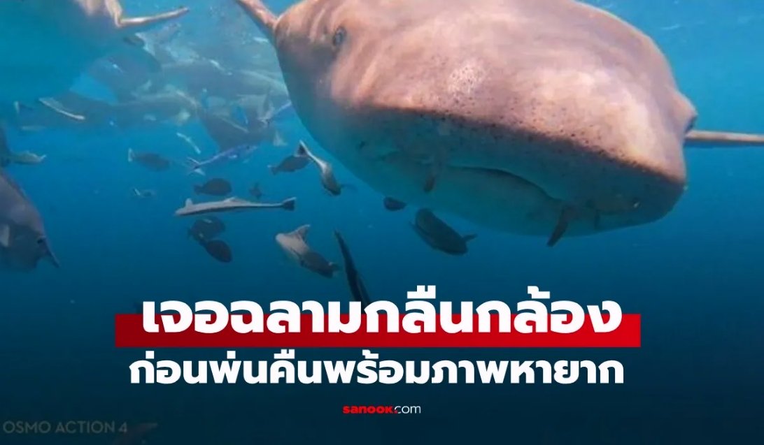 เจอฉลามกลืนกล้อง ก่อนพ่นคืนพร้อมภาพหายาก