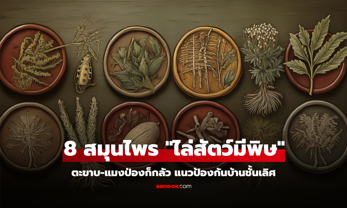 คลิป ไม่ใช่แค่งู! ของดี 8 สมุนไพร 