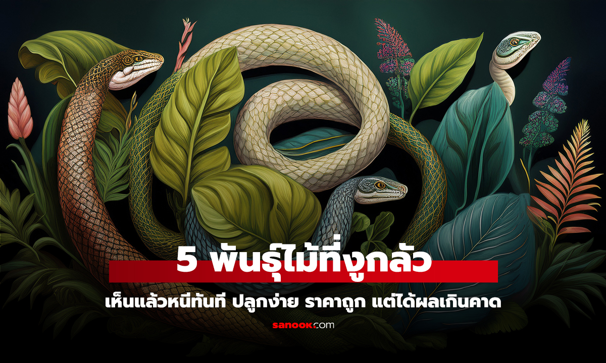 คลิป 5 พันธุ์ไม้ที่งูกลัว เห็นแล้วหนีทันที ปลูกง่าย ราคาถูก แต่ได้ผลเกินคาด