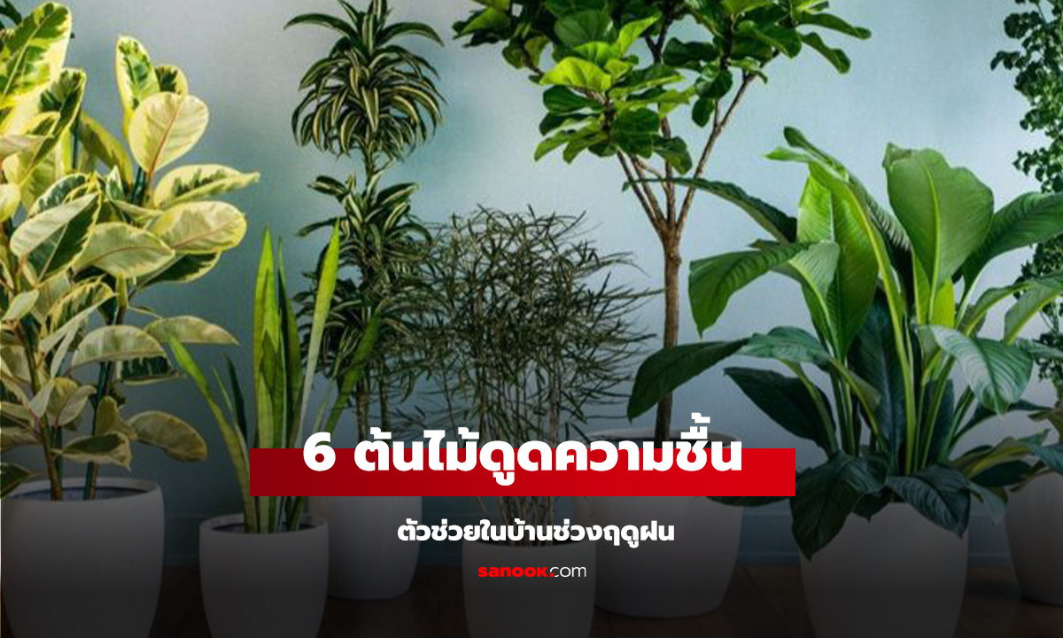 6 ต้นไม้ดูดความชื้น ตัวช่วยในบ้านช่วงฝนตก แห้งสบายไม่อับ ฟอกอากาศสะอาด