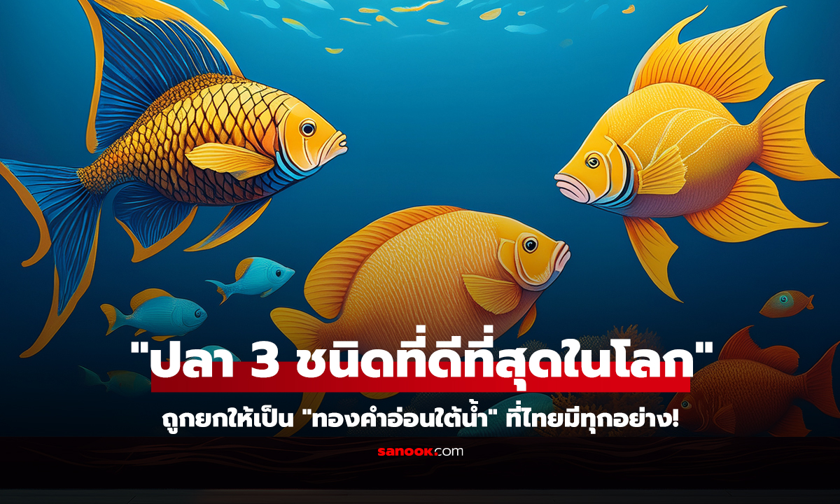 คลิป ปลา 3 ชนิด 