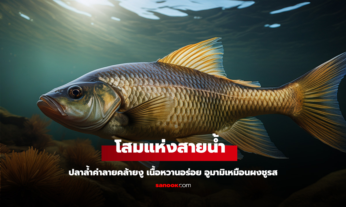 ปลาล้ำค่าลายคล้ายงู ฉายา 
