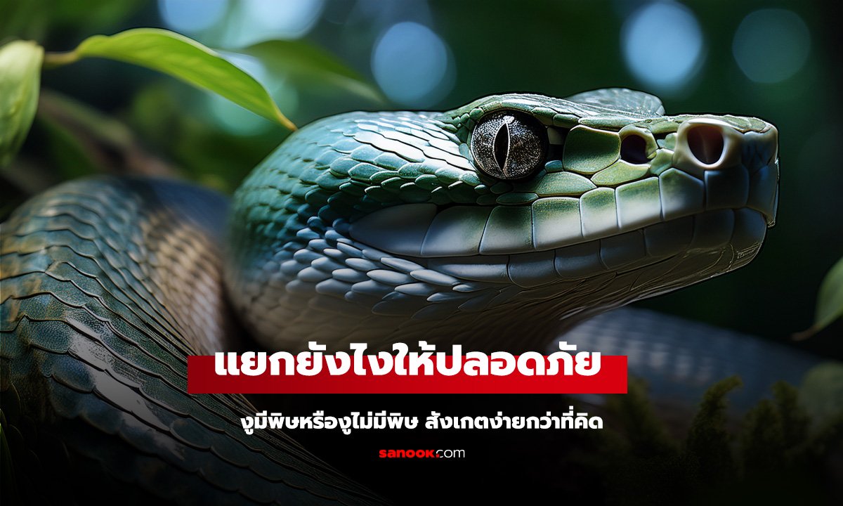 งูมีพิษ vs งูไม่มีพิษ แยกยังไงให้ปลอดภัย สังเกตง่ายกว่าที่คิด
