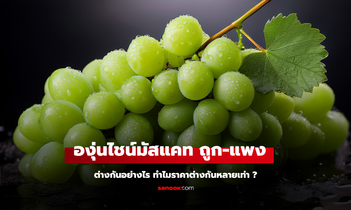 องุ่นไชน์มัสแคท ถูก-แพง ต่างกันอย่างไร? ของขึ้นห้างกับที่ขายในตลาด ราคาต่างกันหลายเท่า