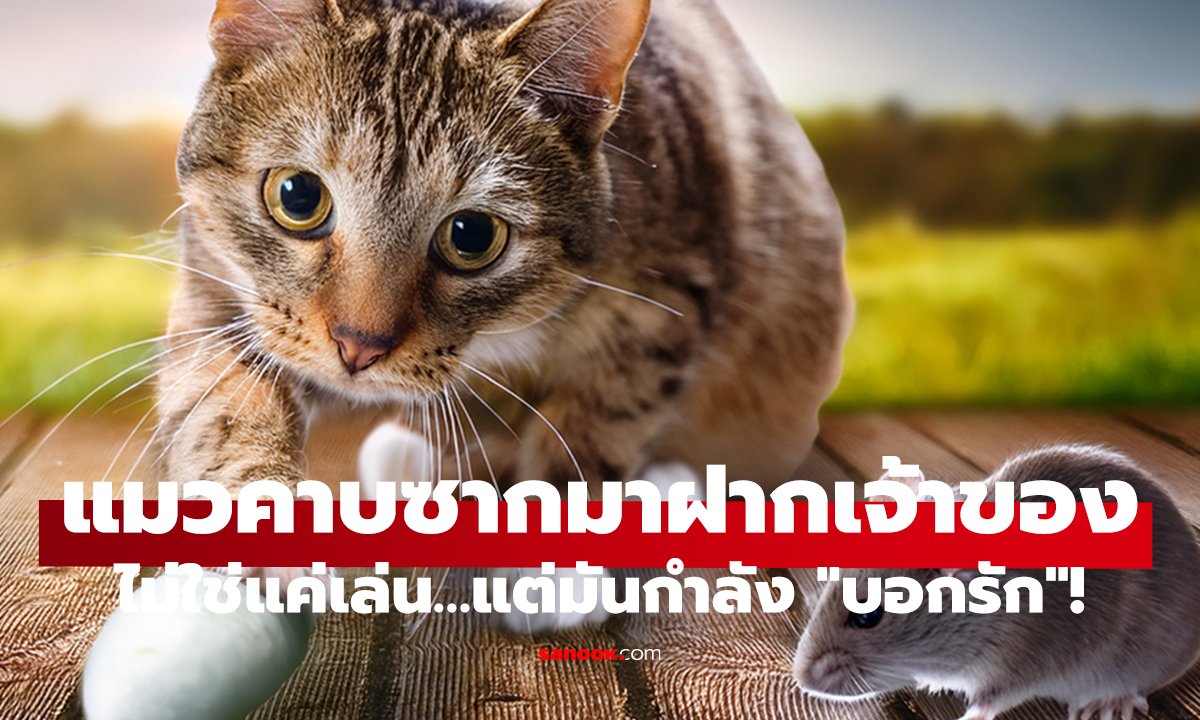 ทำไมแมวถึงคาบซากสัตว์มาให้?   ของขวัญนี้มีความหมายมากกว่าที่คิด!