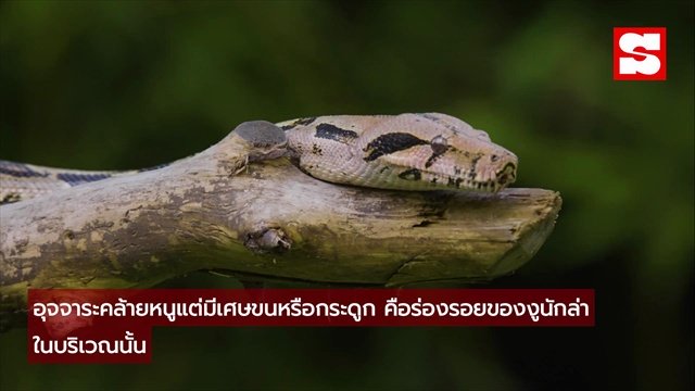 งูมาไม่รู้ตัว! สังเกตให้ทัน 7 สัญญาณที่บอกว่ามีงูอยู่ใกล้บ้าน