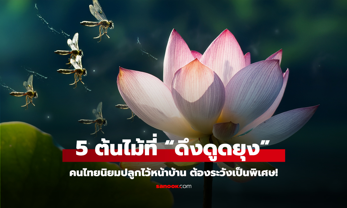 5 ต้นไม้ที่ “ดึงดูดยุง” โดยไม่ได้ตั้งใจ ชื่อแรกคนไทยนิยมปลูกไว้หน้าบ้าน ต้องระวังเป็นพิเศษ!